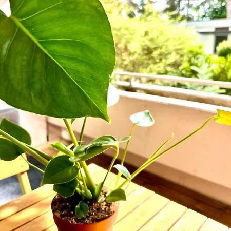 Natural And Urban Living In Διαμέρισμα Νυρεμβέργη